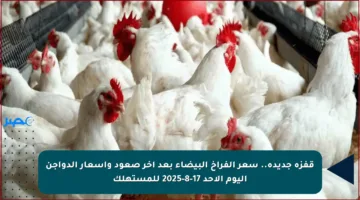 قفزة جديدة.. سعر الفراخ البيضاء بعد آخر صعود وأسعار الدواجن اليوم الأحد 17-8-2025 للمستهلك